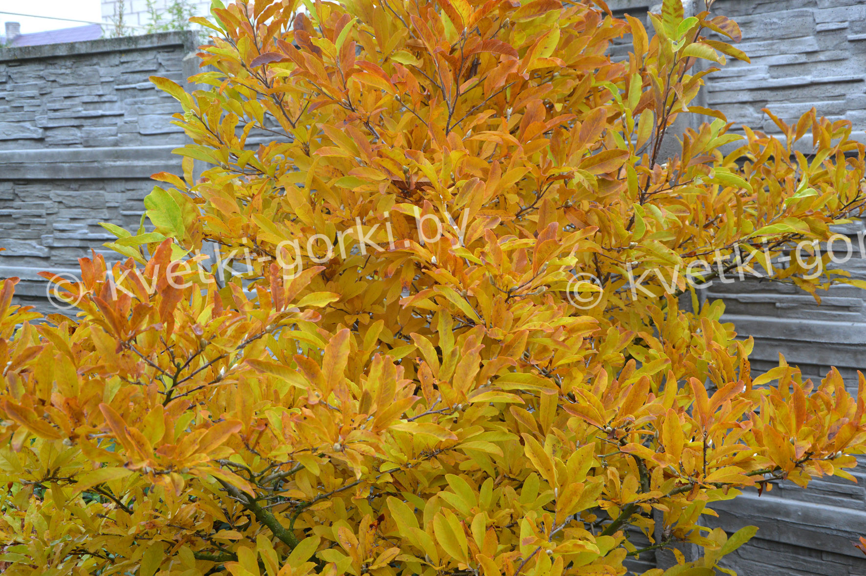 Магнолия звёздчатая (Magnolia stellata) · Кветки Горки